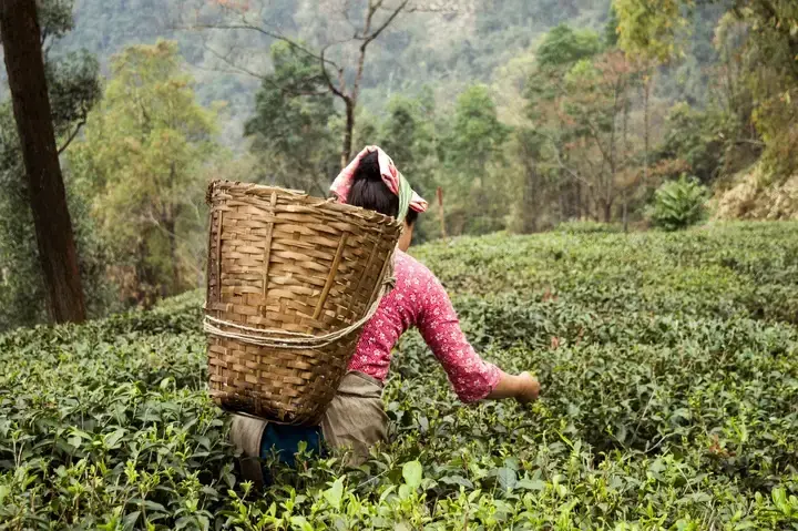 Farmer gathering tea leaves